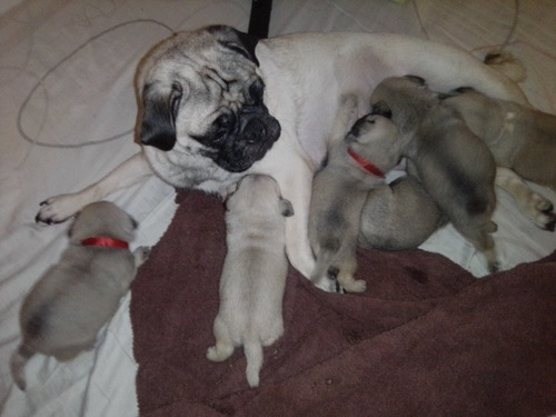 Imagen 6 de 9 de Cachorros Pug Carlinos