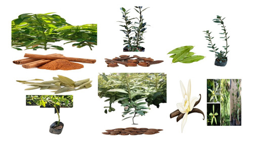 3 Plantas De Especias Clavo Laurel Castilla Laurel De La Sie