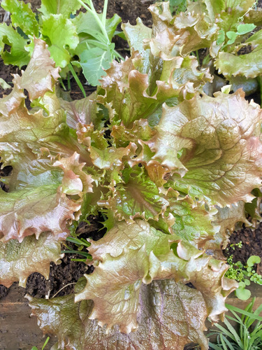 Lechuga Vermella Semillas De Mi Huerta A Tu Huerta