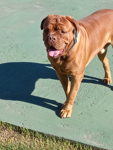 Busco Monta Para Dogo De Burdeos De 3 Años