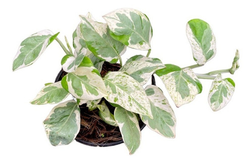 Pothos Pearls And Jade | Potos Panda | Planta Variegada