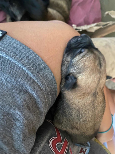 Imagen 5 de 7 de Pastor Belga Malinois