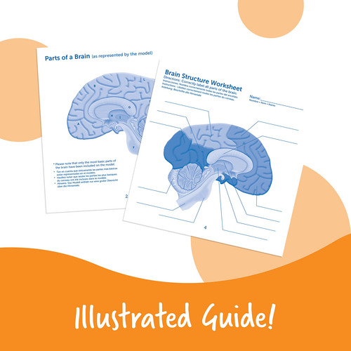 Recursos De Aprendizagem Do Modelo Cerebral, Seção Transvers
