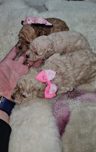 Poodle Toy Apricot