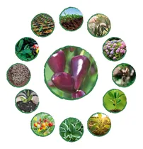 Comprar Kit Completo De Fertilizantes Para Ají Habanero Morado