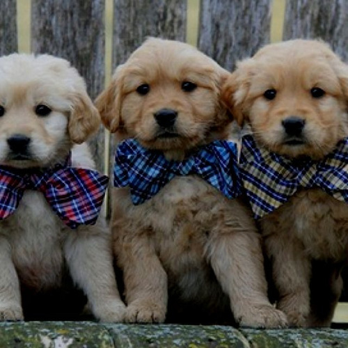 Cachorros Golden Envio Gratis A Caba Y Gba