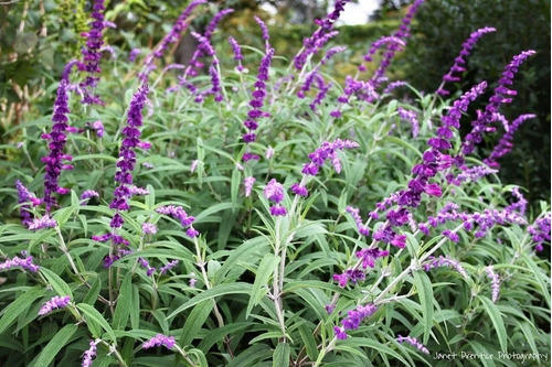 Hermosa Salvia Mex. Ideal Para Atraer Colibris A Tu Jarardin