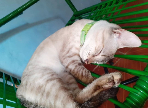 Gatinho Siamês Tabby Point Macho 4 Meses Lindão