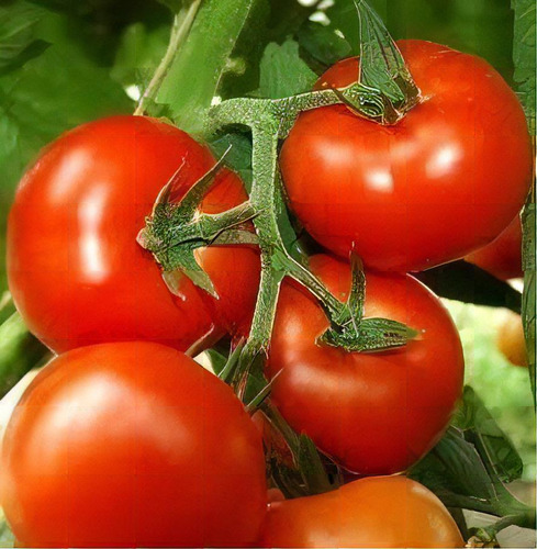 Tomate Super Marmande (gaúcho/maçã) - 10.000 Sementes