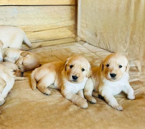 Cachorros Golden Retriever