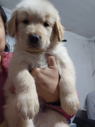Cachorro Golden Retriever