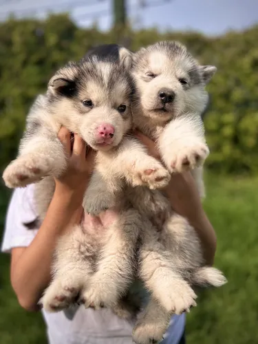 comprar Cachorros Alaska Malamute Pedigree Líneas De Importación