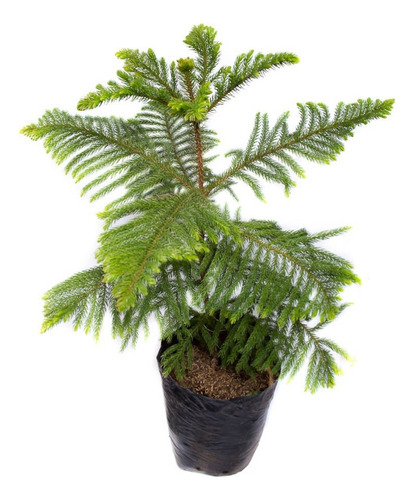 Planta Cuidados Cipres Limon