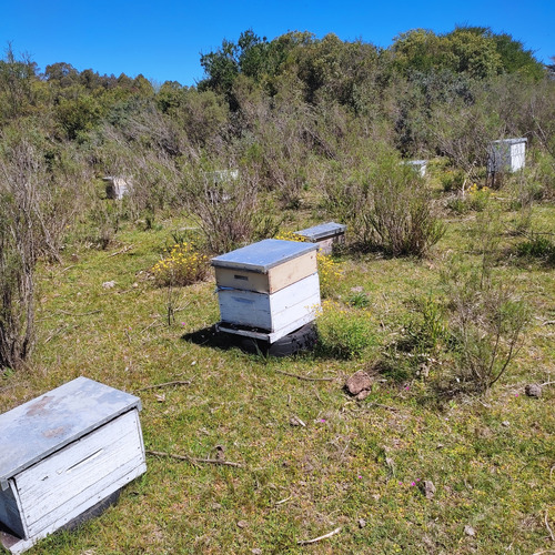 Vendo Núcleos De Abejas Colmenas 40dols