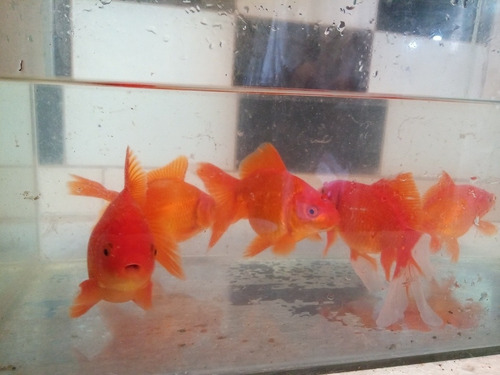 Golfish 13 Cm Peces Agua Fria Directo Criadero