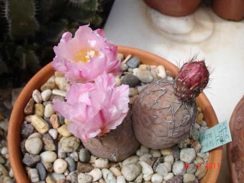 Esqueje Tephrocactus Geométricus Cactus Suculenta Exótico