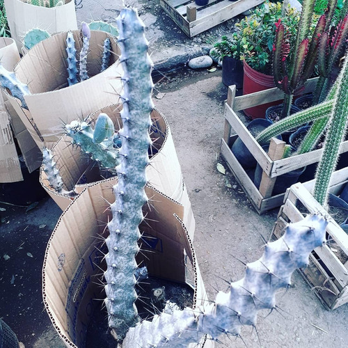 Imagen 3 de 3 de Cactus Coleccionables
