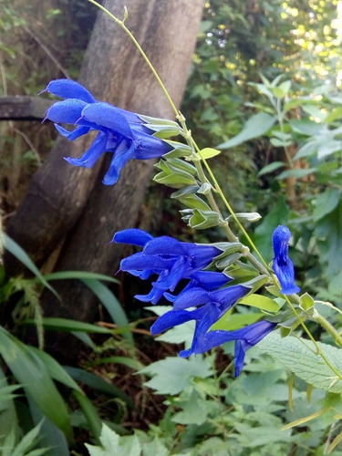 1 Plantas De 30 Cm. Salvia Guaranítica, Atrae Picaflores.