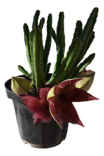 Estrella De Mar (cactus Estrella Stapelia Grandiflora)