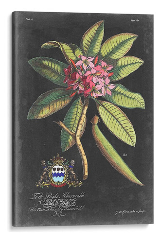 Canvas Lab Cuadro Dramático Royal Botanical V 60x90