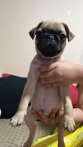 Perritos Pug