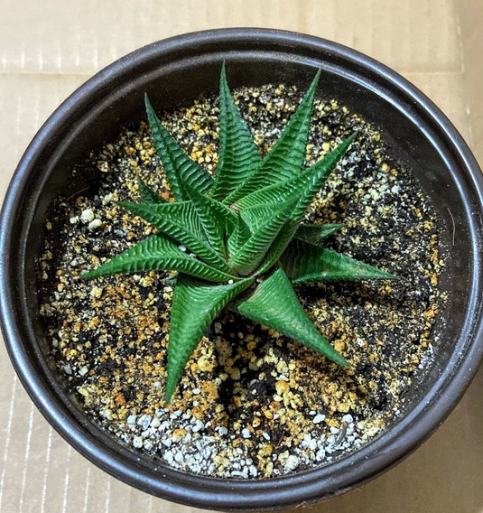 Suculenta Exótica Piel De Cocodrilo (haworthia Limifolia) | MercadoLibre