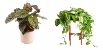 Comprar Planta Plantas Para Un Recibidor Con Poca Luz