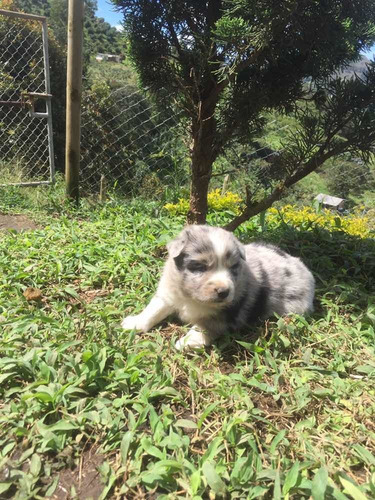 Imagen 8 de 8 de Cachorro Border Colli Cachorros Criadero Kanis