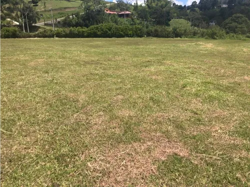 Lote Caldas