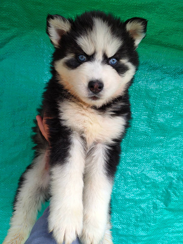 Imagen 2 de 10 de Husky Siberianos