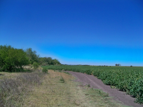 Campos Venta127 Has Agrícolas Nueva Palmira Colonia