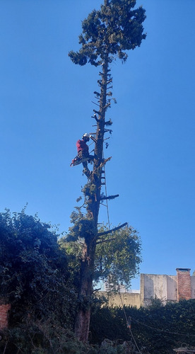 Poda De Arboles Tala Extracciones Palmera Whatsap 1528694955