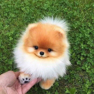 Pomerania Blanco Bebe Mercadolibre Com Mx Pomerania Blanco Bebe Mercadolibre Com Mx