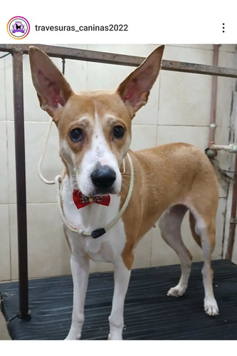 Peluquería Caninas A Domicilio