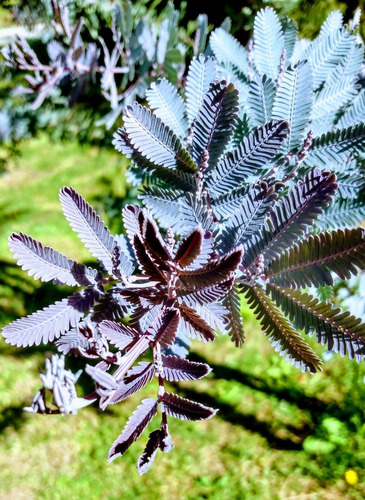 Acacia Baileyana Purpurea- Sobre De 25 Semillas