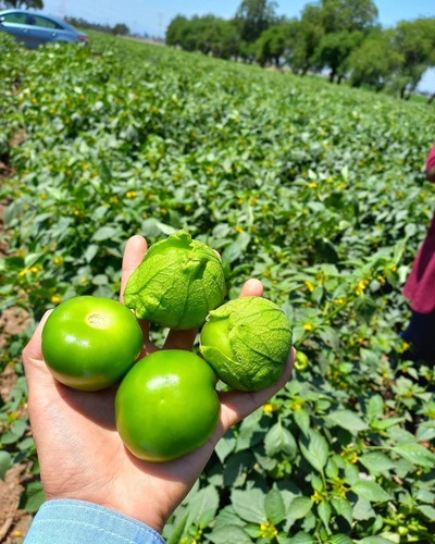 Semilla De Tomatillo Verde Siqueiros F1 Peletizada 25 Millar
