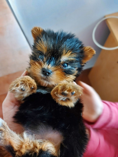 Imagen 2 de 9 de Yorkshire Hembra 2 Meses De Edad
