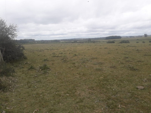 Campo De 12 Has En Paraje José Ignacio. Consulte !!!!!- Ref: 1372