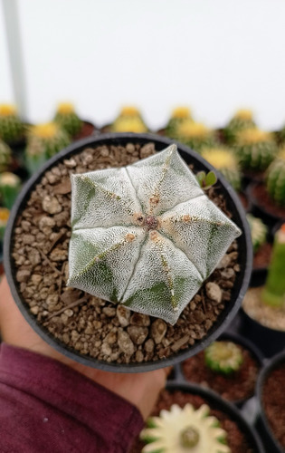 Cactus Astrophytum Myriostigma Onzuka 