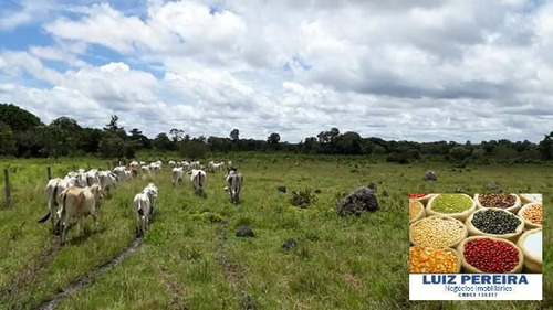 Imagem 5 de 15 de Fazenda À Venda No Vale Do Araguaia - T0 - 36 Alqueirões (dupla Aptidão) - 1675