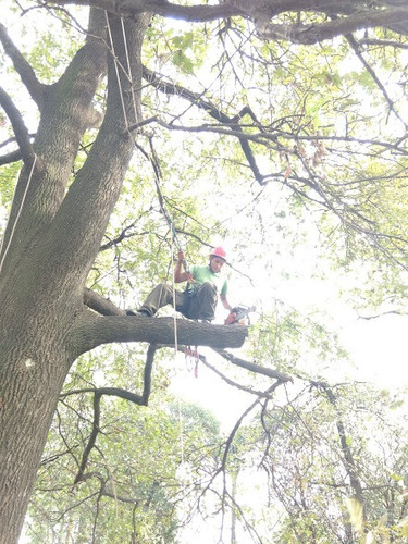 Imagen 8 de 10 de Poda Arboles Altura Riesgo - Zona Norte - Art Tala Y Derribo