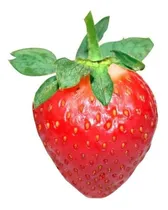 Comprar Frutillas Iqf Congeladas !!!
