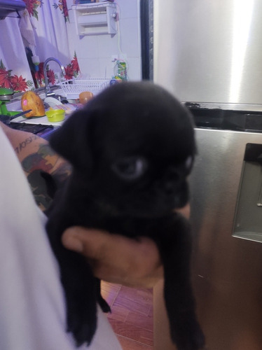 Imagen 4 de 6 de Pug Hembra