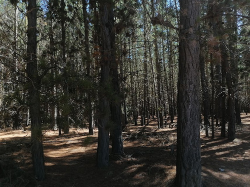 Parcela, Plana, A Orillas Del Camino Antiguo A Las Docas