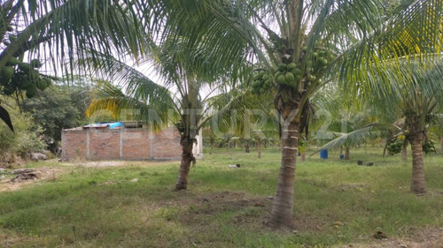 Venta De 5 Has. Sembradas Con Palma De De Coco En Coquimatlán, Colima.