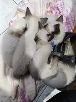 Comprar Gatitos Siameses 