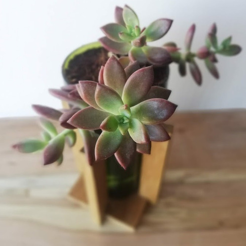 Suculenta Little Plant 24 Con Soporte, Maceta Autorregante