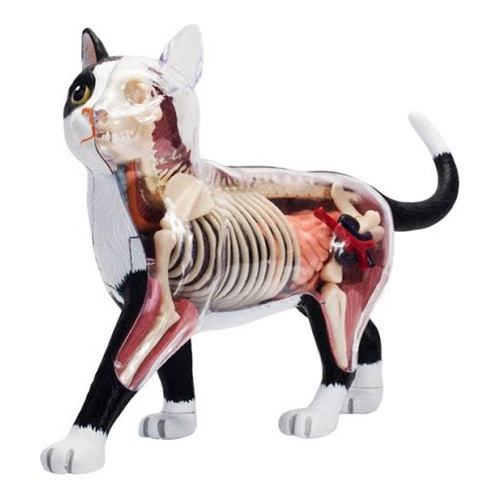 Anatomía De Órganos Animales Modelo 4d Cat Intelligence Ensa