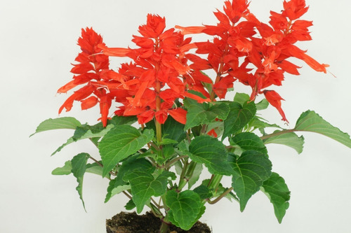 Alegria De Jardim (salvia Splendens) Atrai Beija-flores 100s | Parcelamento  sem juros