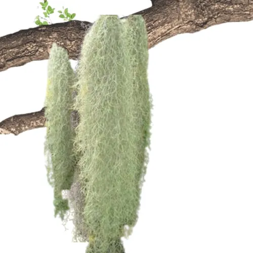 Barba De Viejo Tillandsia Usneoides Planta Epífita Nativa